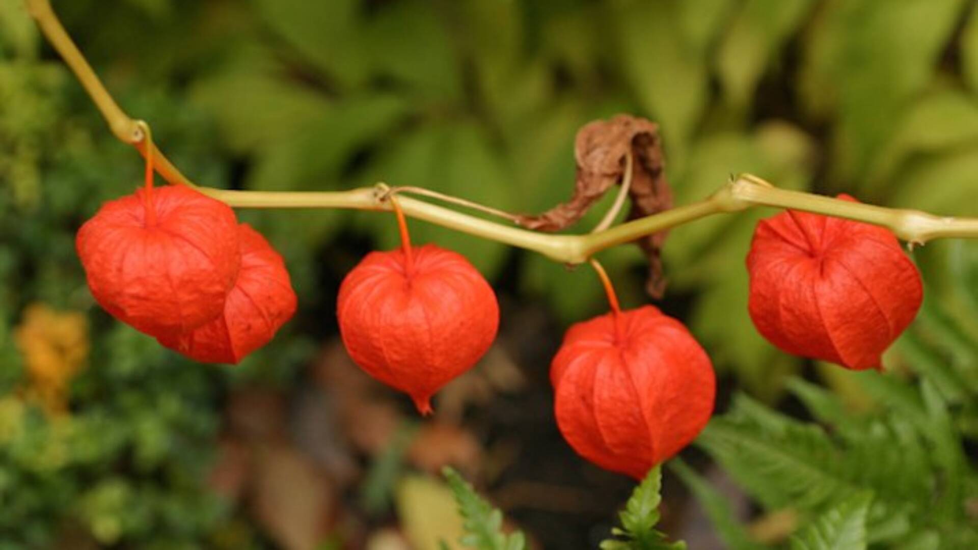 Ashwagandha Uses And Benefits